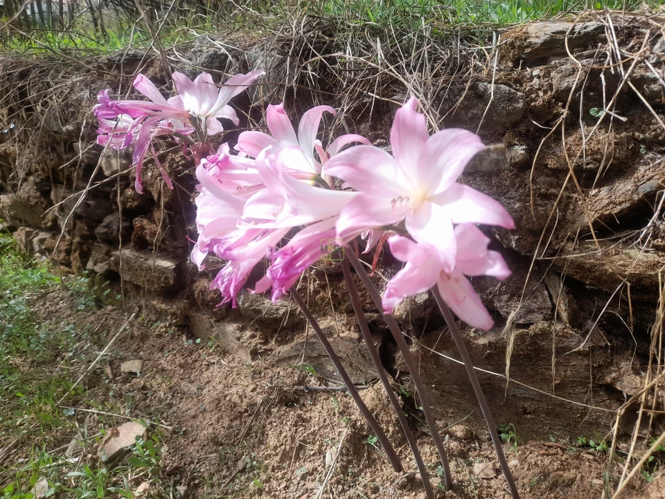 Moradia T4 para Venda em Ninho do Açor e Sobral do Campo Foto 22