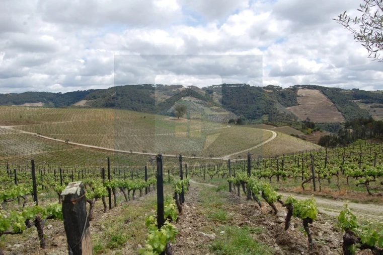 Quinta para Venda em Cumieira Foto 2