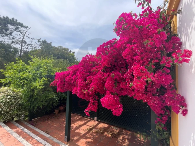 Moradia T8 para Venda em Foz do Arelho Foto 38