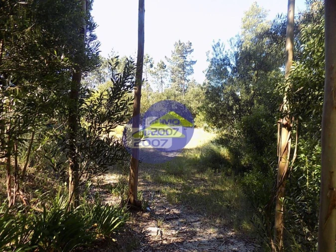 Terreno para Venda em Rio Meão Foto 6