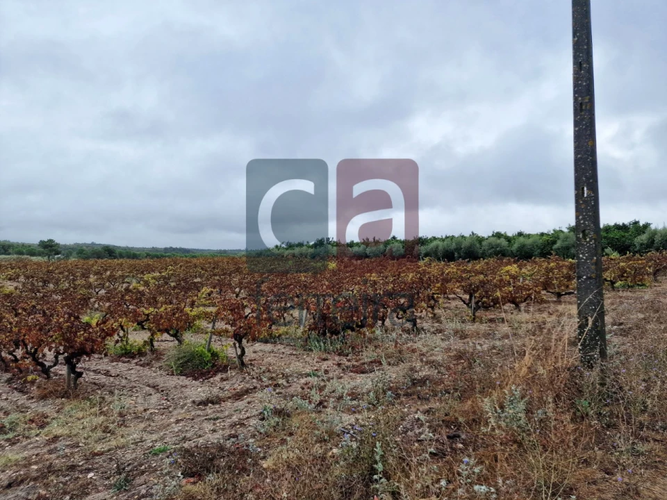 Terreno para Venda em Fazendas de Almeirim Foto 2