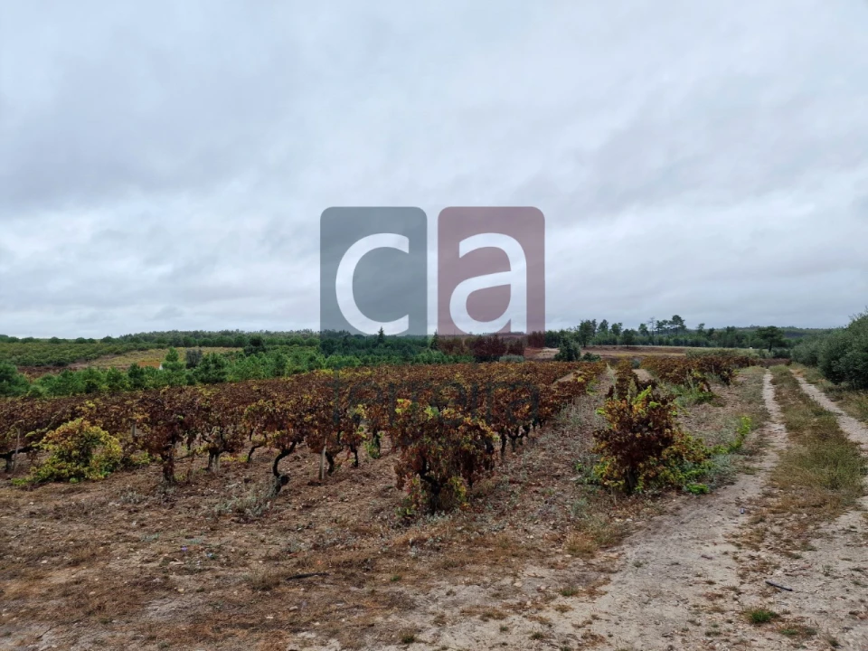 Terreno para Venda em Fazendas de Almeirim Foto 4