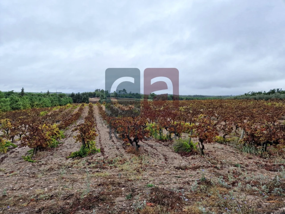 Terreno para Venda em Fazendas de Almeirim Foto 5