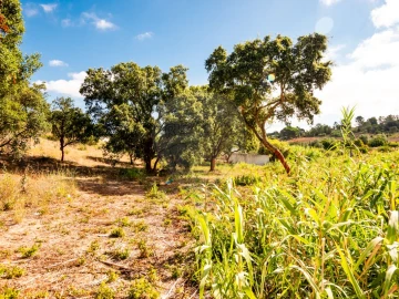 Terreno para Venda em Azambuja