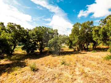 Terreno para Venda em Azambuja