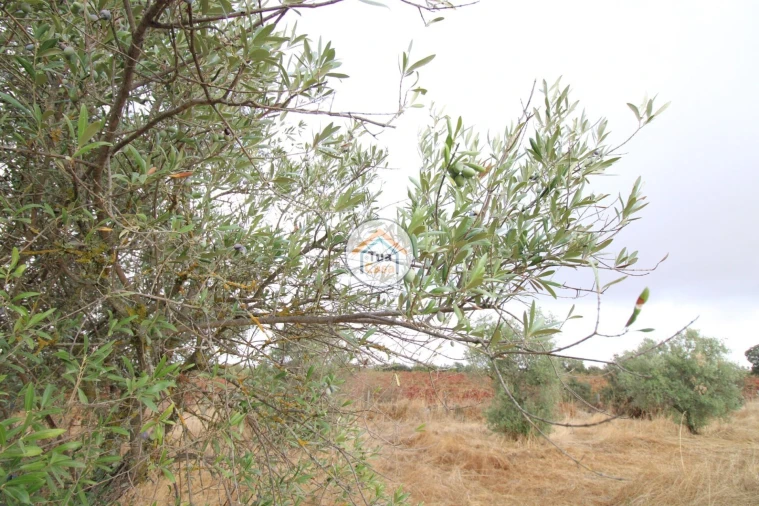 Terreno para Venda em Reguengos de Monsaraz Foto 22