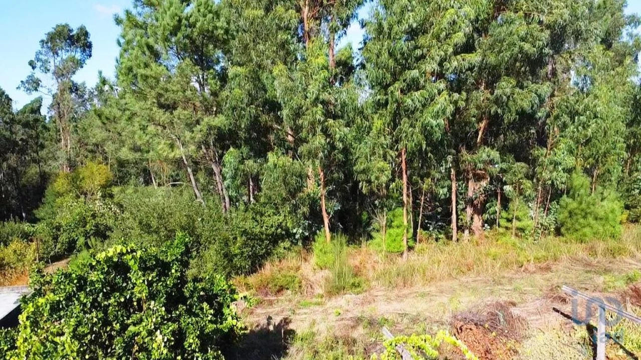Terreno para Venda em Forjães Foto 5