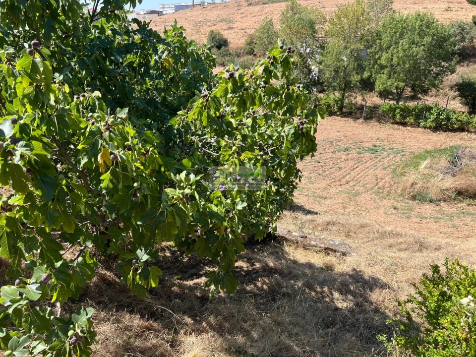 Quinta para Venda em Alfandega da Fe Foto 13