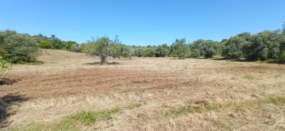 Terreno para Venda em Torres Novas (Santa Maria, Salvador e Santiago)