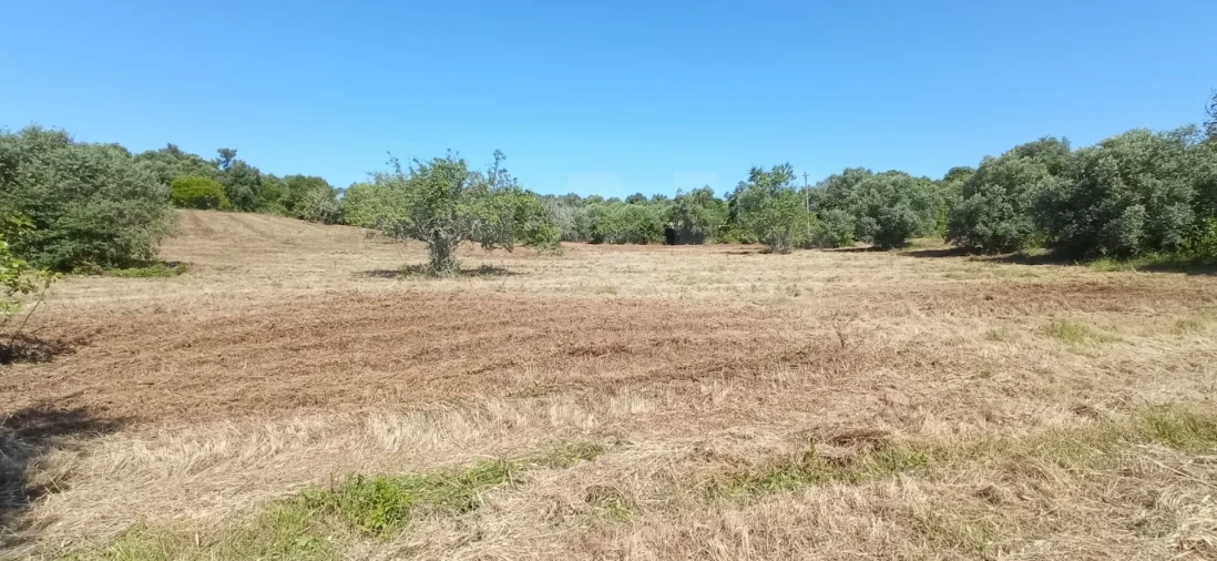 Terreno para Venda em Torres Novas (Santa Maria, Salvador e Santiago) Foto 8