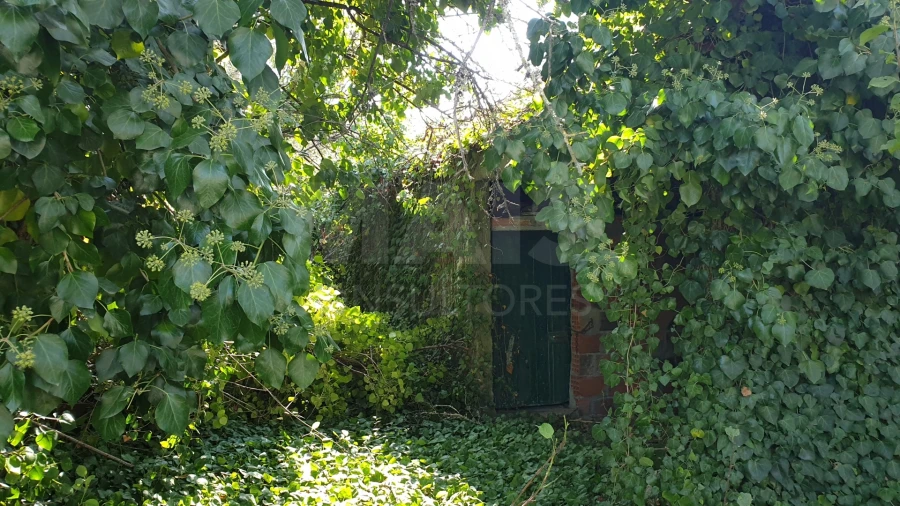 Terreno para Venda em Torres Novas (Santa Maria, Salvador e Santiago) Foto 4
