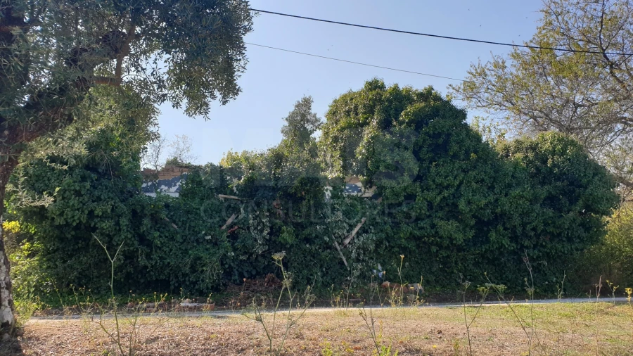 Terreno para Venda em Torres Novas (Santa Maria, Salvador e Santiago) Foto 7
