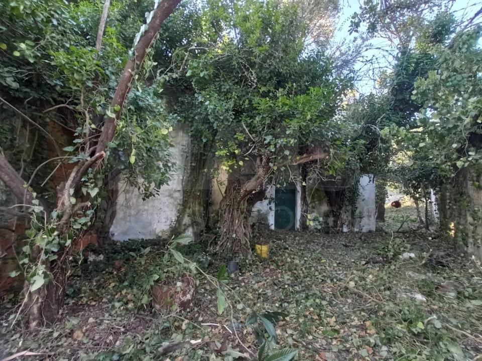 Terreno para Venda em Torres Novas (Santa Maria, Salvador e Santiago) Foto 4