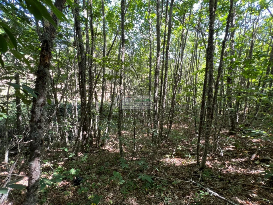 Quinta para Venda em Sambade Foto 6