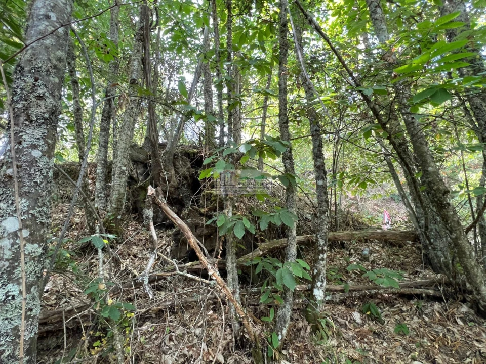 Quinta para Venda em Sambade Foto 9