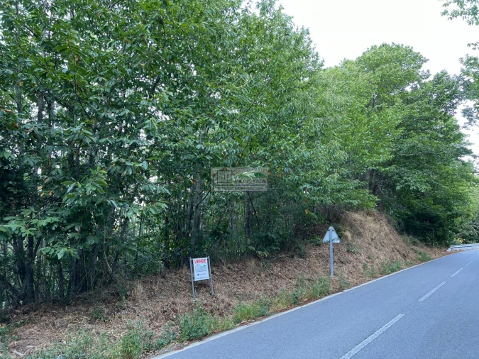 Quinta para Venda em Sambade Foto 3