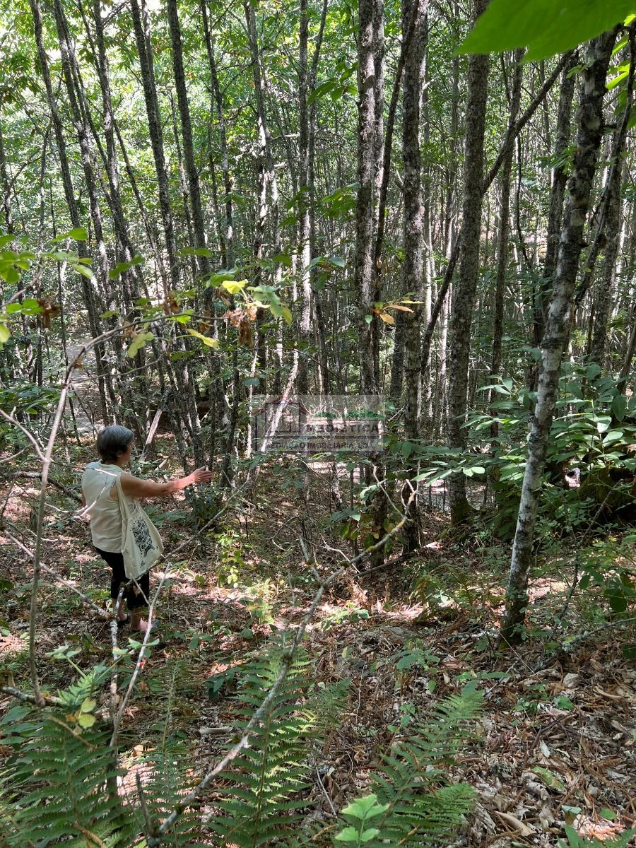 Quinta para Venda em Sambade Foto 8