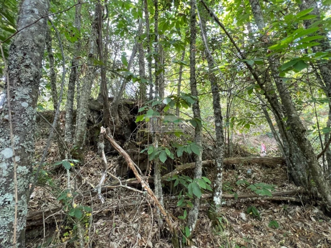 Quinta para Venda em Sambade Foto 9