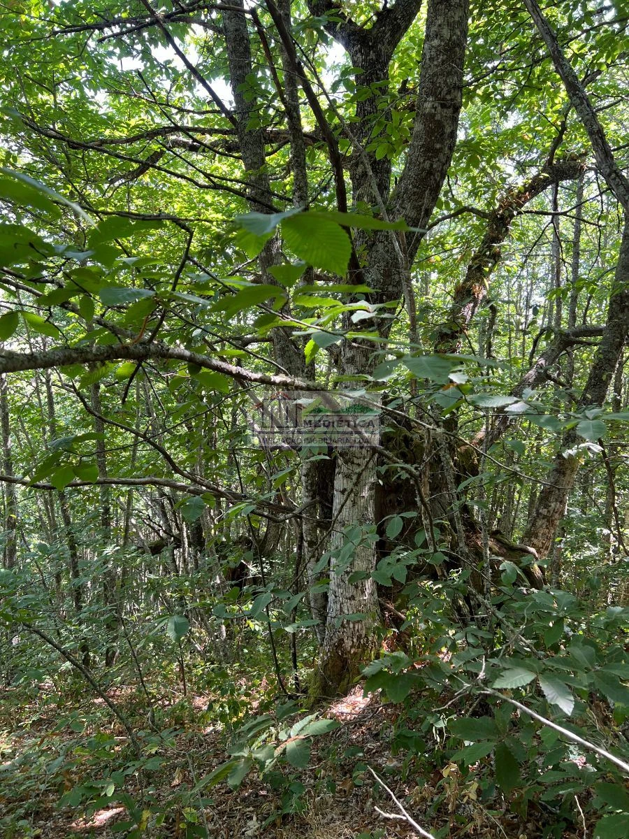 Quinta para Venda em Sambade Foto 10