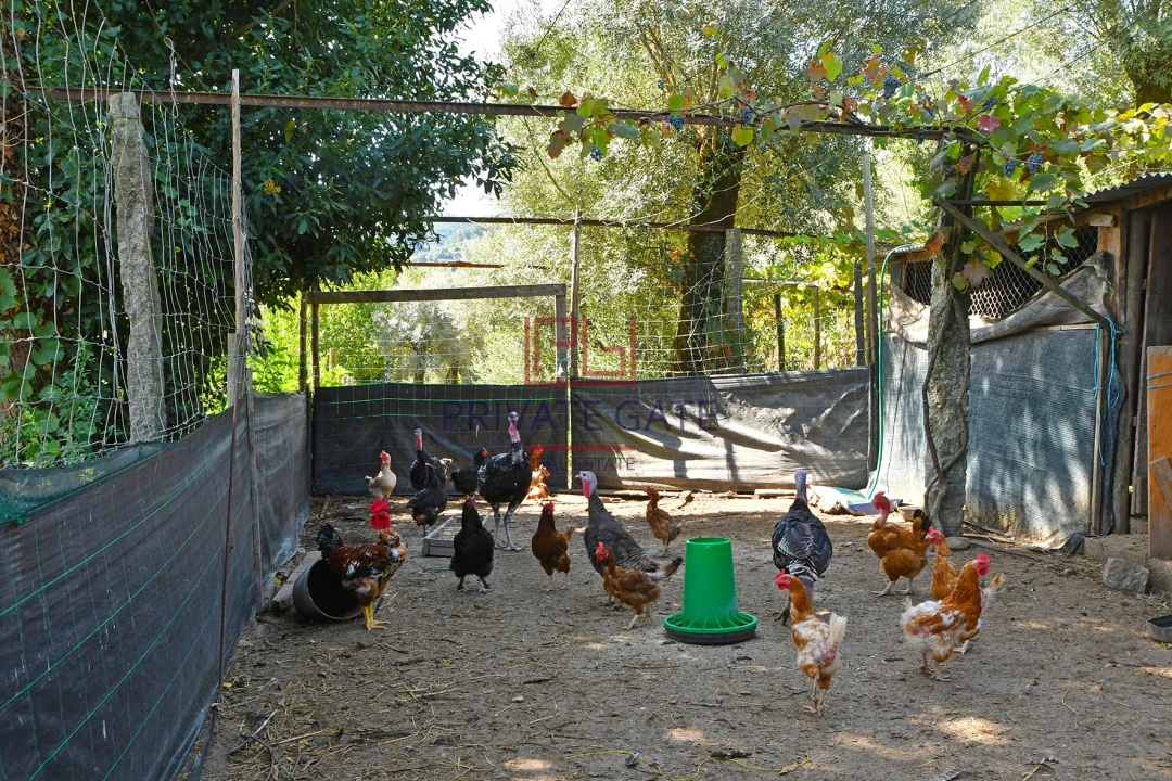 Quinta T0 para Venda em Gemieira Foto 48