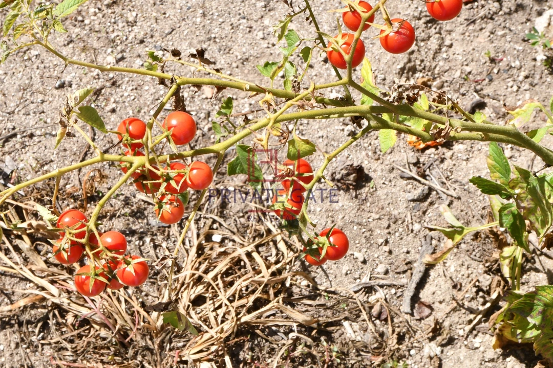 Quinta T0 para Venda em Gemieira Foto 47
