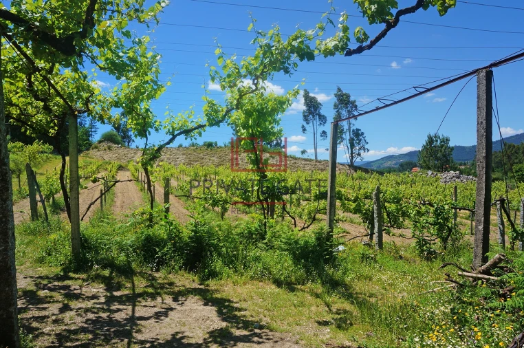 Quinta T0 para Venda em Gemieira Foto 23