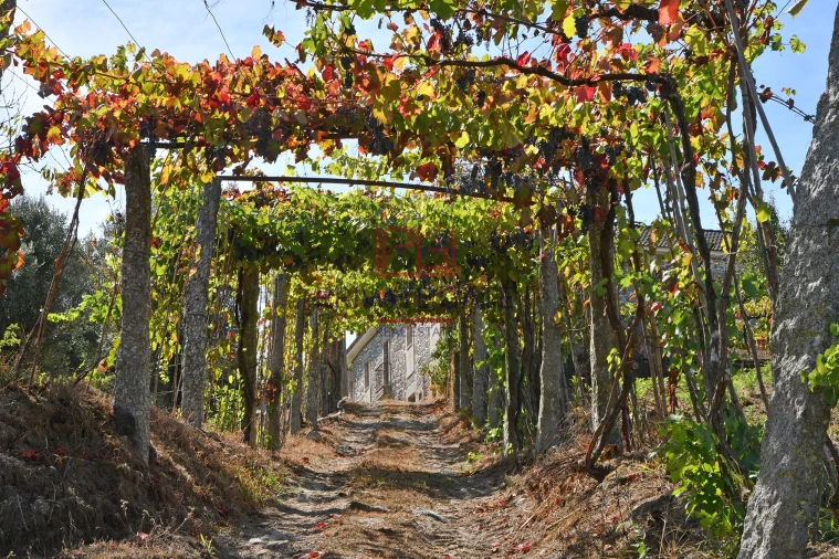 Quinta T0 para Venda em Gemieira Foto 2