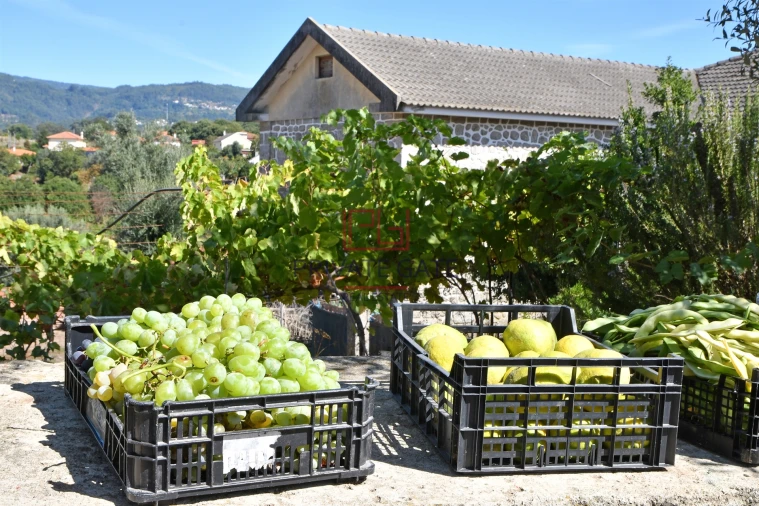 Quinta T0 para Venda em Gemieira Foto 7