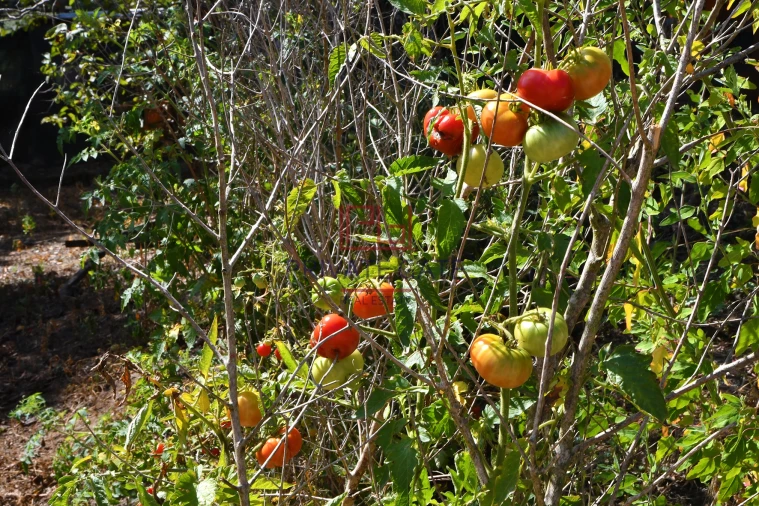 Quinta T0 para Venda em Gemieira Foto 46