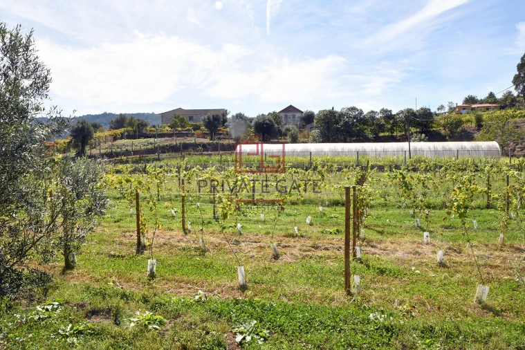 Quinta T0 para Venda em Gemieira Foto 5