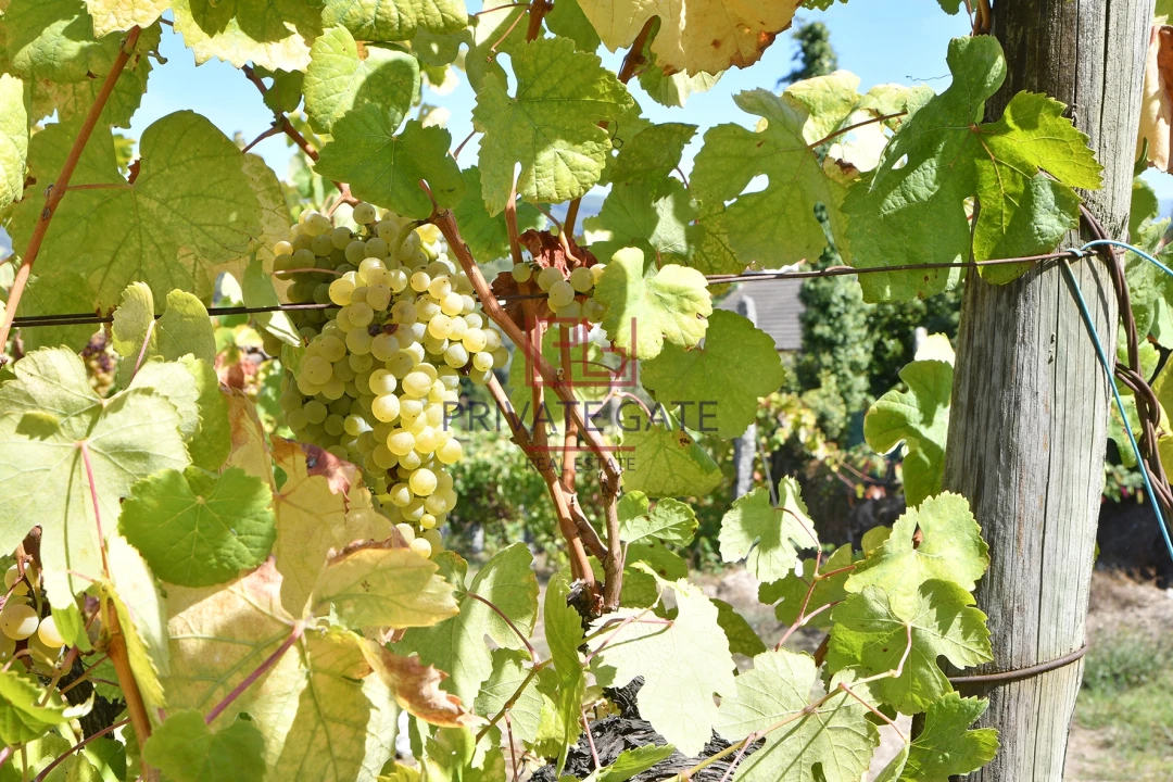 Quinta T0 para Venda em Gemieira Foto 28