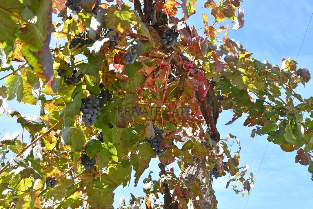 Quinta T0 para Venda em Gemieira Foto 27