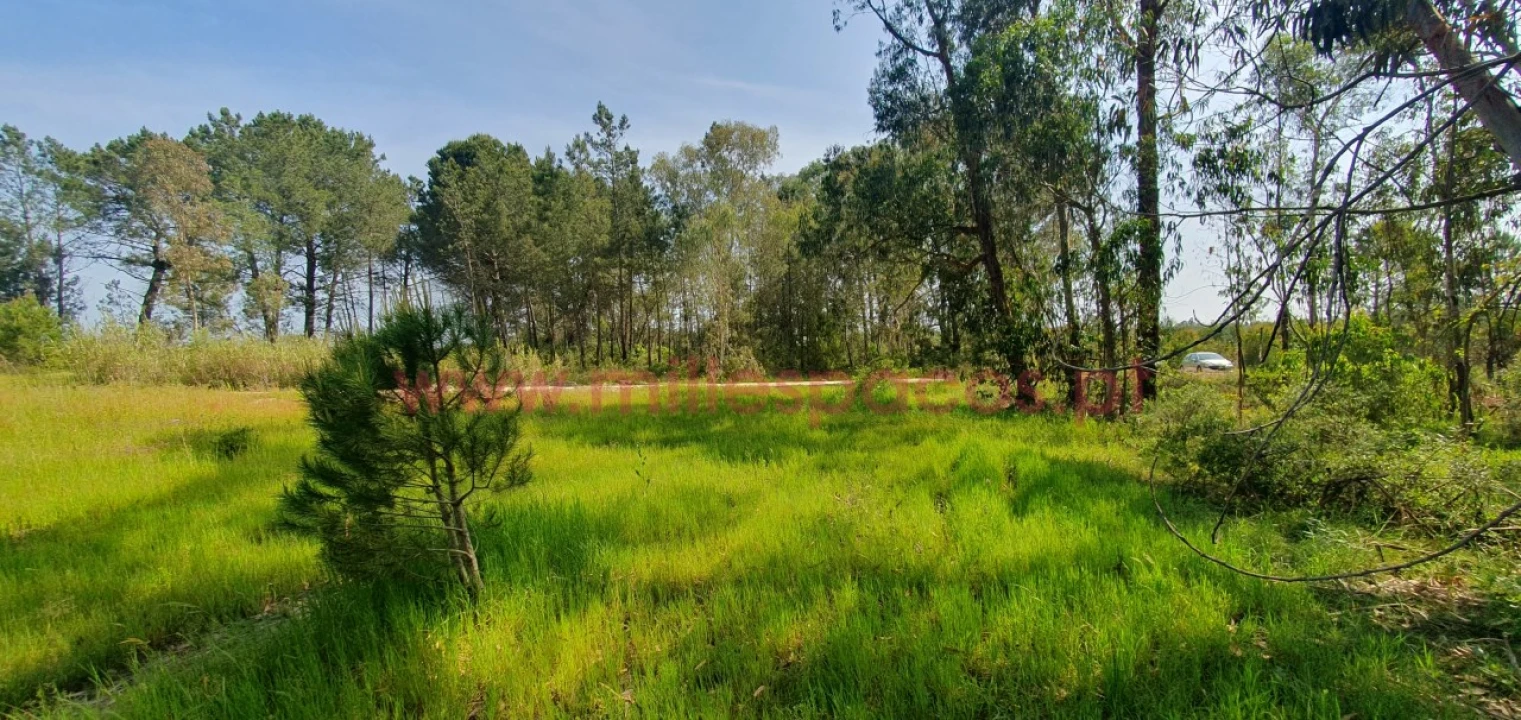 Terreno Agricola ou Rústico para Venda em Pegões Foto 2