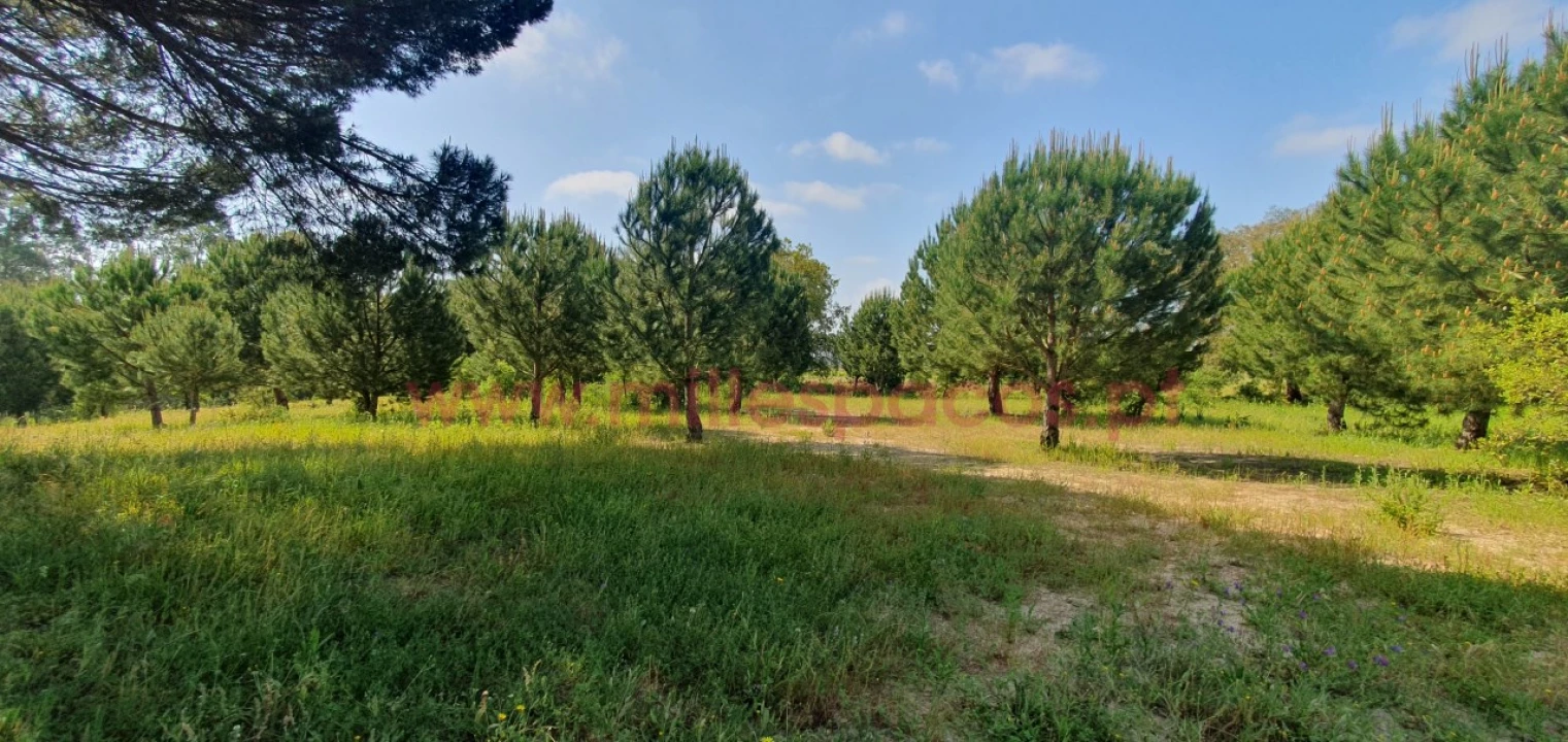 Terreno Agricola ou Rústico para Venda em Pegões Foto 3