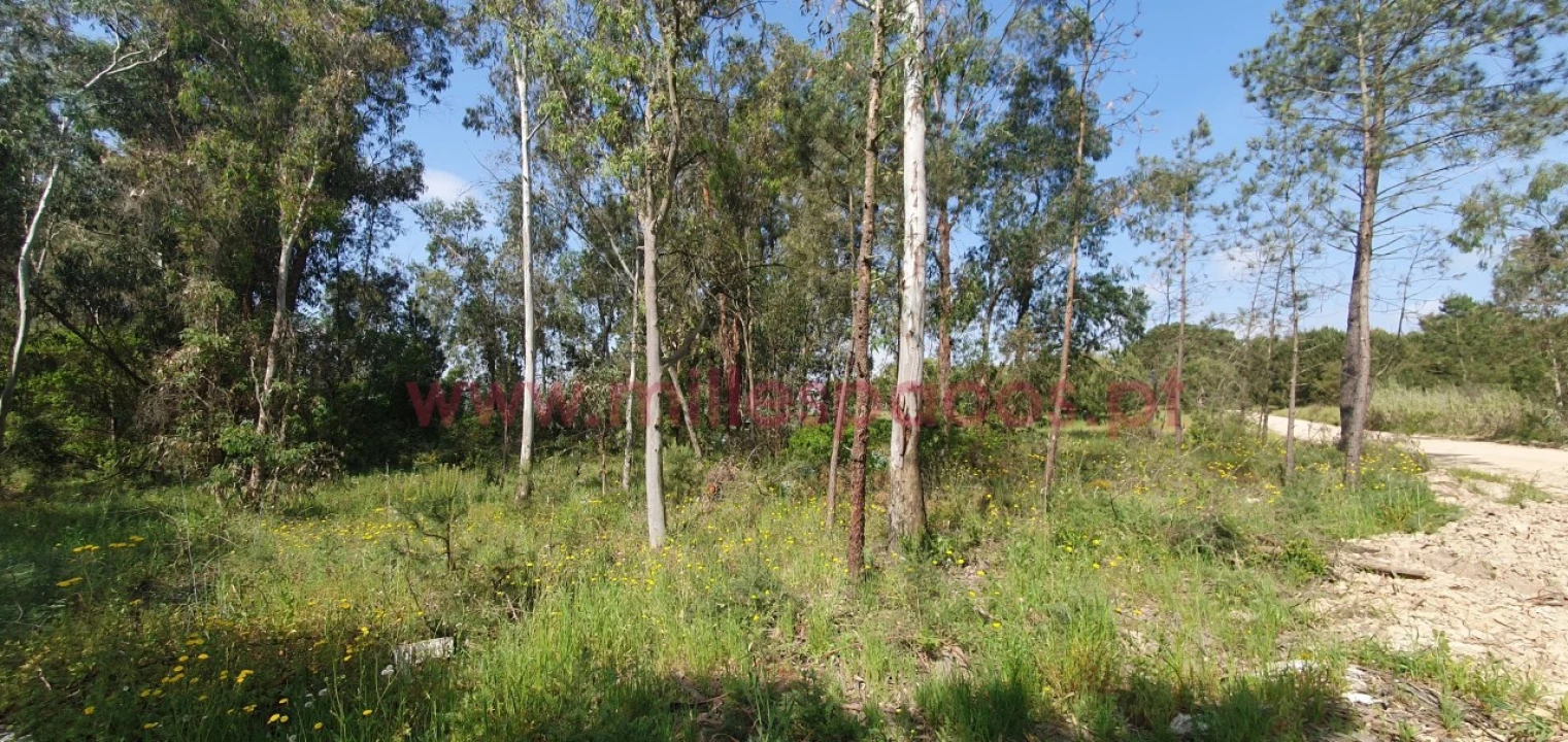 Terreno Agricola ou Rústico para Venda em Pegões Foto 7