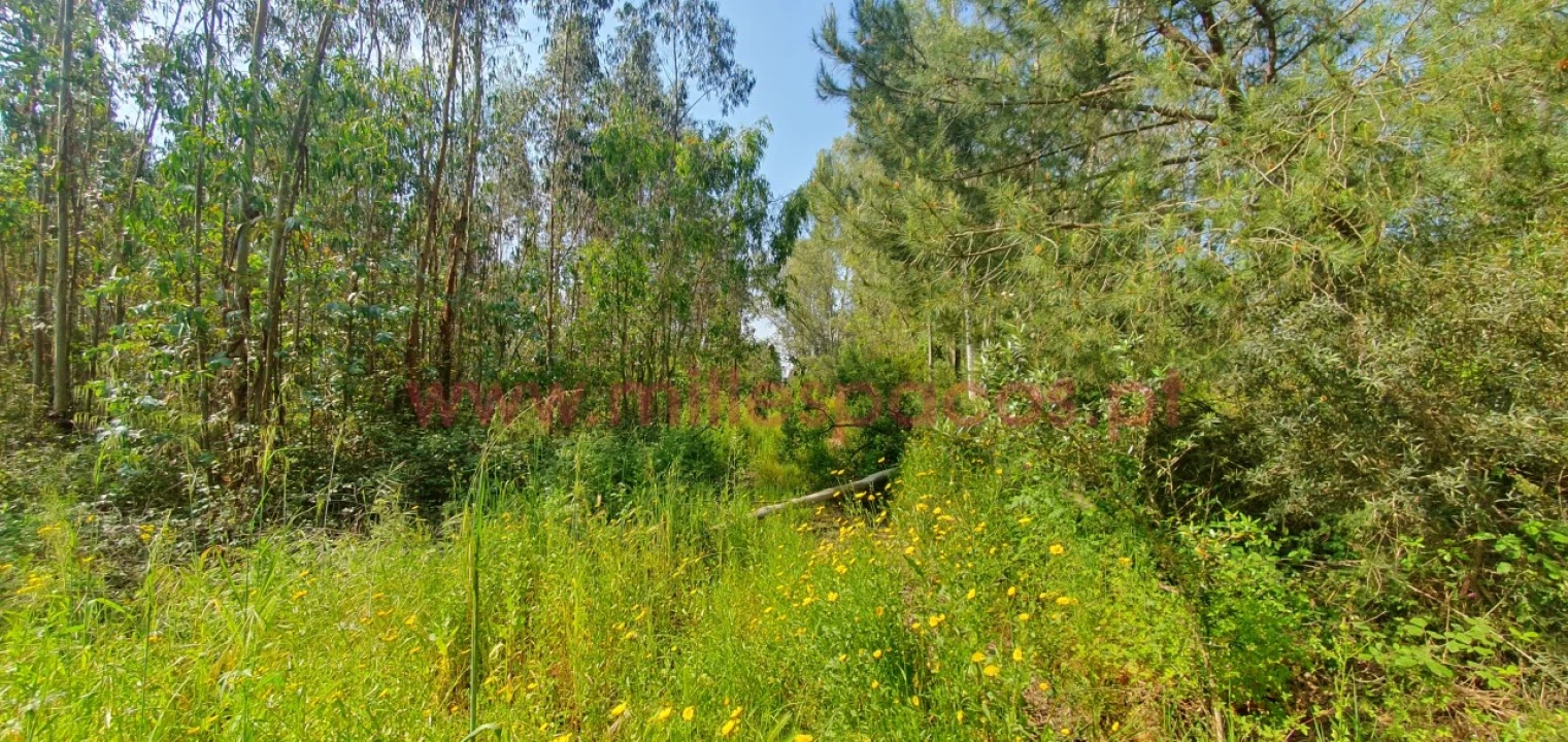 Terreno Agricola ou Rústico para Venda em Pegões Foto 11