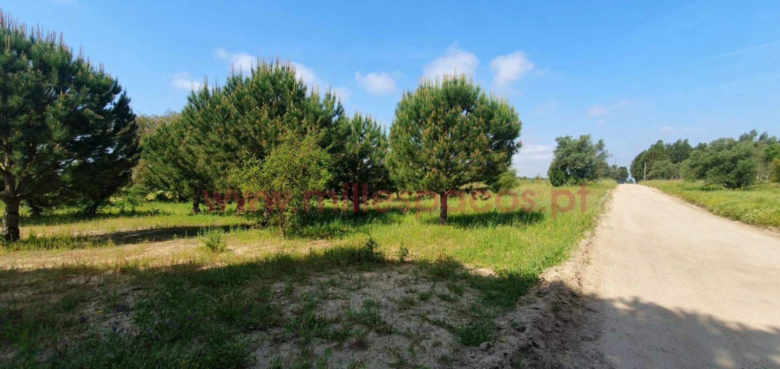 Terreno Agricola ou Rústico para Venda em Pegões Foto 14