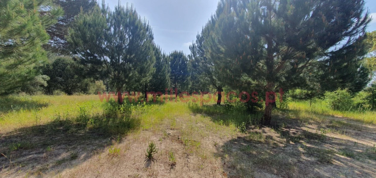 Terreno Agricola ou Rústico para Venda em Pegões Foto 15