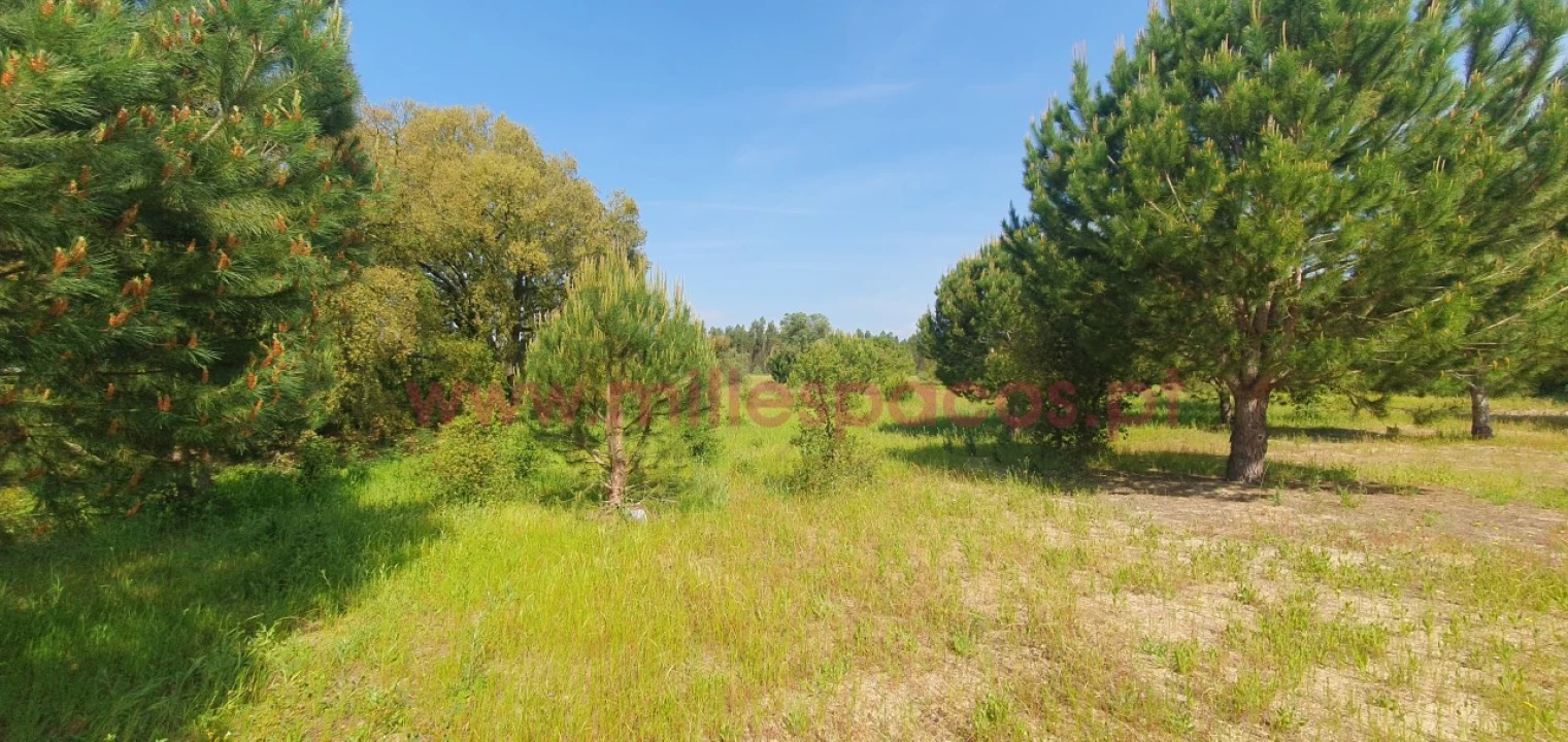 Terreno Agricola ou Rústico para Venda em Pegões Foto 16
