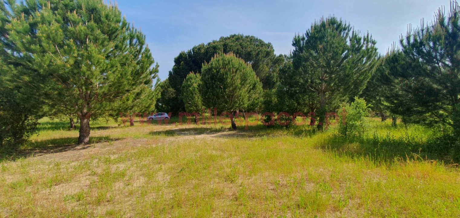 Terreno Agricola ou Rústico para Venda em Pegões Foto 18