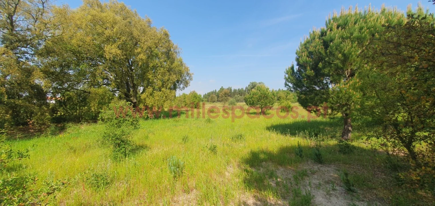 Terreno Agricola ou Rústico para Venda em Pegões Foto 19