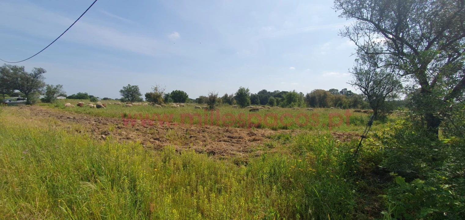Terreno Agricola ou Rústico para Venda em Pegões Foto 28