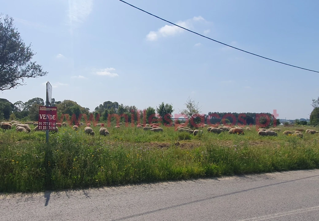 Terreno Agricola ou Rústico para Venda em Pegões Foto 31