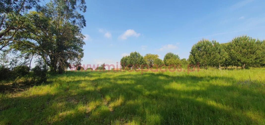 Terreno Agricola ou Rústico para Venda em Pegões Foto 4