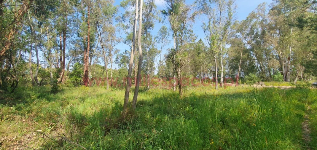 Terreno Agricola ou Rústico para Venda em Pegões Foto 8