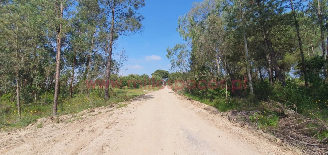 Terreno Agricola ou Rústico para Venda em Pegões Foto 9