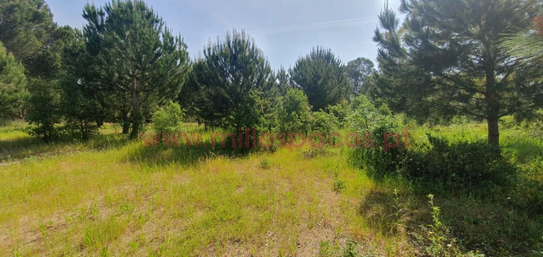 Terreno Agricola ou Rústico para Venda em Pegões Foto 17