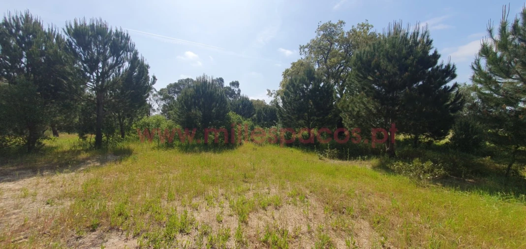 Terreno Agricola ou Rústico para Venda em Pegões Foto 20