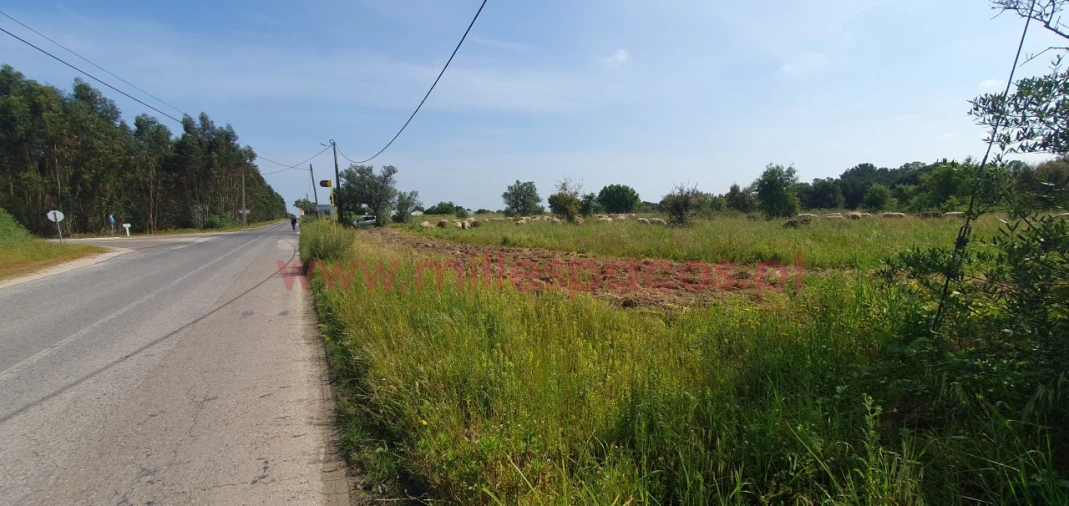 Terreno Agricola ou Rústico para Venda em Pegões Foto 26