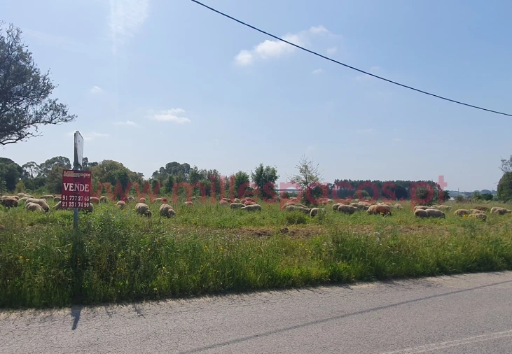 Terreno Agricola ou Rústico para Venda em Pegões Foto 31